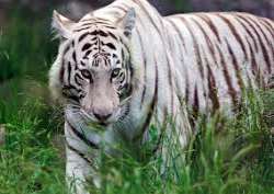 In 1951, the white tiger was captured by the Maharaja of Rewa state, which is now on display in the maharaja?s palace In 1951, the white tiger was captured by the Maharaja of Rewa state, which is now on display in the maharaja?s palace.